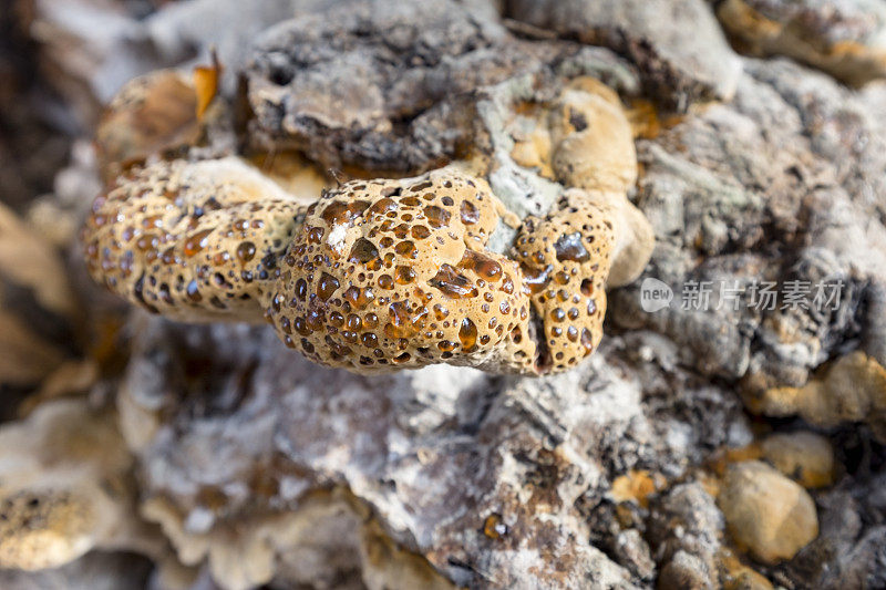 疣橡树Polypore真菌，也知道哭泣的Conk，哭泣Polypore，橡树支架，Inonotus Dryadeus